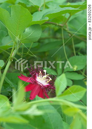 トケイソウの赤花【緑背景】 トケイソウの赤花【緑背景】 83260206