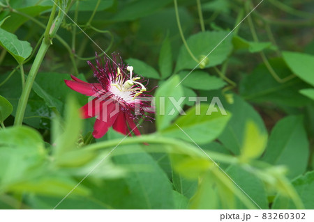 トケイソウの赤花【緑背景】 トケイソウの赤花【緑背景】 83260302