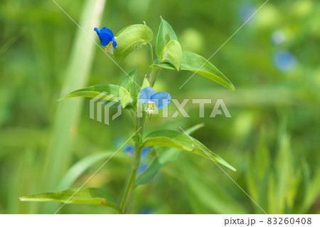 ツユクサの薄青花【緑背景】 ツユクサの薄青花【緑背景】 83260408