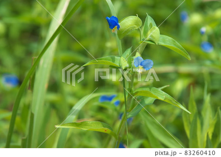 ツユクサの薄青花【緑背景】 83260410