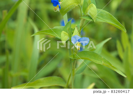 ツユクサの薄青花【緑背景】 ツユクサの薄青花【緑背景】 83260417