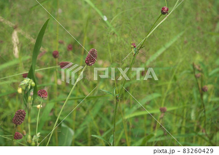 ワレモコウの花【緑背景】 83260429