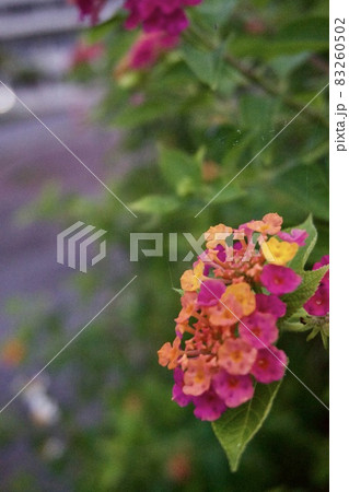 沖縄県宮古島 鮮やかなランタナの花 沖縄県宮古島 鮮やかなランタナの花 83260502