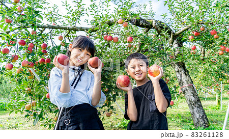 10月にりんご狩りをする小学生の男の子と女の子 10月にりんご狩りをする小学生の男の子と女の子 83261128