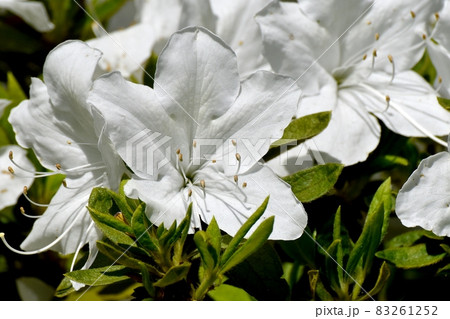 三鷹中原に咲く白いツツジの花 三鷹中原に咲く白いツツジの花 83261252