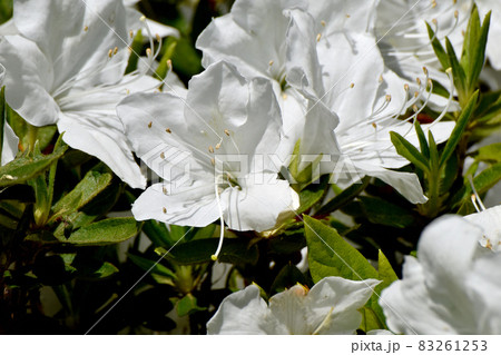 三鷹中原に咲く白いツツジの花 三鷹中原に咲く白いツツジの花 83261253