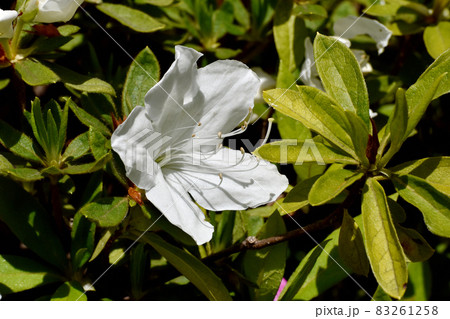三鷹中原に咲く白いツツジの花 三鷹中原に咲く白いツツジの花 83261258