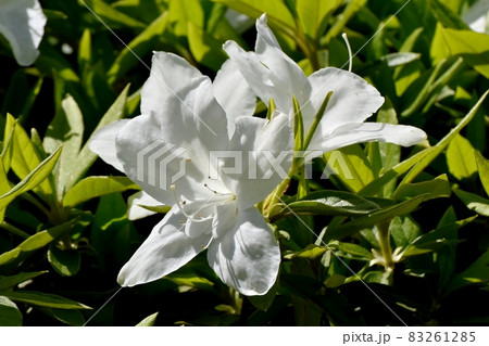 三鷹中原に咲く白いツツジの花 83261285