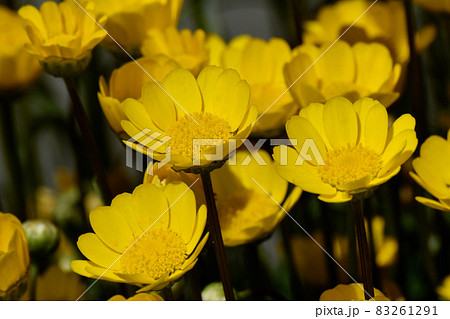 三鷹中原に咲く黄色いクリサンセマム・ムルチコーレの花 83261291
