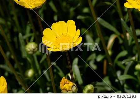 三鷹中原に咲く黄色いクリサンセマム・ムルチコーレの花 三鷹中原に咲く黄色いクリサンセマム・ムルチコーレの花 83261293
