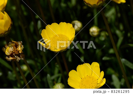 三鷹中原に咲く黄色いクリサンセマム・ムルチコーレの花 三鷹中原に咲く黄色いクリサンセマム・ムルチコーレの花 83261295