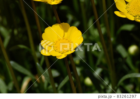 三鷹中原に咲く黄色いクリサンセマム・ムルチコーレの花 三鷹中原に咲く黄色いクリサンセマム・ムルチコーレの花 83261297