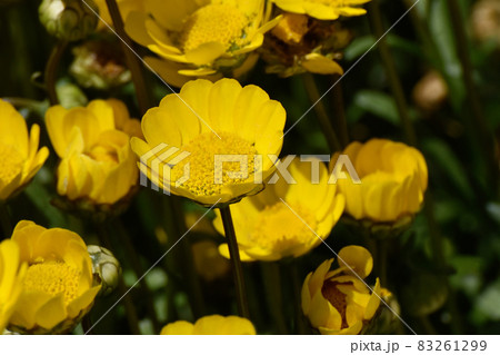 三鷹中原に咲く黄色いクリサンセマム・ムルチコーレの花 三鷹中原に咲く黄色いクリサンセマム・ムルチコーレの花 83261299