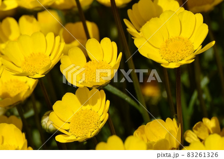 三鷹中原に咲く黄色いクリサンセマム・ムルチコーレの花 83261326