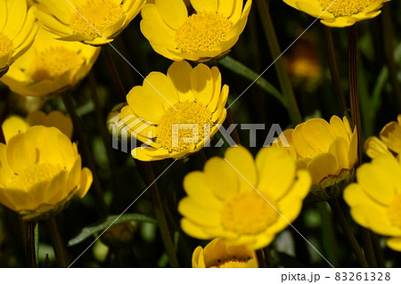 三鷹中原に咲く黄色いクリサンセマム・ムルチコーレの花 三鷹中原に咲く黄色いクリサンセマム・ムルチコーレの花 83261328