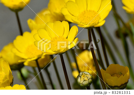 三鷹中原に咲く黄色いクリサンセマム・ムルチコーレの花 三鷹中原に咲く黄色いクリサンセマム・ムルチコーレの花 83261331