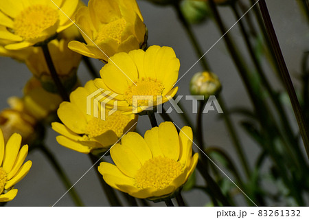 三鷹中原に咲く黄色いクリサンセマム・ムルチコーレの花 83261332