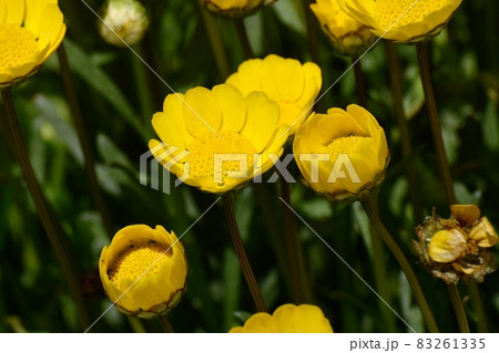 三鷹中原に咲く黄色いクリサンセマム・ムルチコーレの花 83261335
