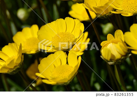 三鷹中原に咲く黄色いクリサンセマム・ムルチコーレの花 83261355