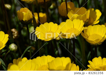 三鷹中原に咲く黄色いクリサンセマム・ムルチコーレの花 三鷹中原に咲く黄色いクリサンセマム・ムルチコーレの花 83261356