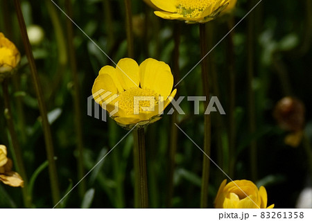 三鷹中原に咲く黄色いクリサンセマム・ムルチコーレの花 三鷹中原に咲く黄色いクリサンセマム・ムルチコーレの花 83261358