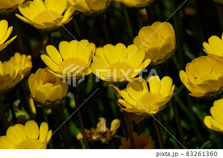三鷹中原に咲く黄色いクリサンセマム・ムルチコーレの花 三鷹中原に咲く黄色いクリサンセマム・ムルチコーレの花 83261360