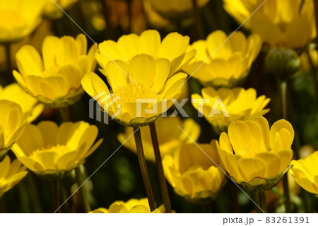三鷹中原に咲く黄色いクリサンセマム・ムルチコーレの花 三鷹中原に咲く黄色いクリサンセマム・ムルチコーレの花 83261391