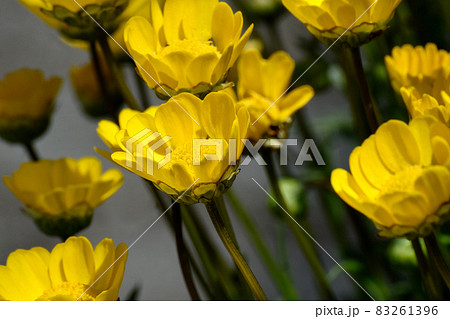 三鷹中原に咲く黄色いクリサンセマム・ムルチコーレの花 三鷹中原に咲く黄色いクリサンセマム・ムルチコーレの花 83261396