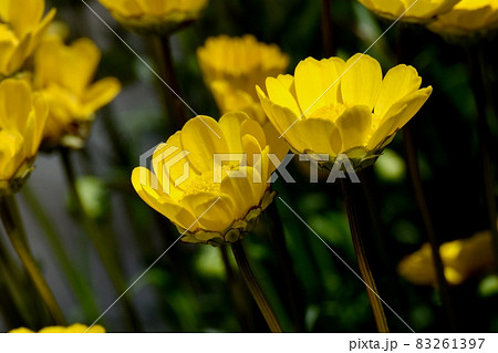三鷹中原に咲く黄色いクリサンセマム・ムルチコーレの花 三鷹中原に咲く黄色いクリサンセマム・ムルチコーレの花 83261397