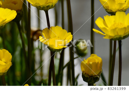 三鷹中原に咲く黄色いクリサンセマム・ムルチコーレの花 三鷹中原に咲く黄色いクリサンセマム・ムルチコーレの花 83261399