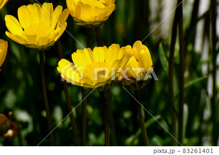 三鷹中原に咲く黄色いクリサンセマム・ムルチコーレの花 三鷹中原に咲く黄色いクリサンセマム・ムルチコーレの花 83261401