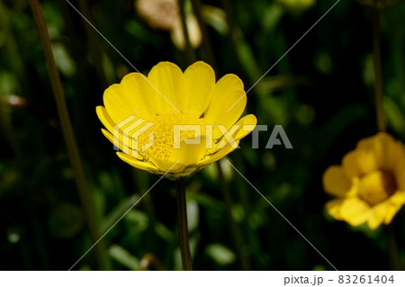 三鷹中原に咲く黄色いクリサンセマム・ムルチコーレの花 三鷹中原に咲く黄色いクリサンセマム・ムルチコーレの花 83261404