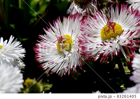 三鷹中原に咲く赤と白のデイジー(ヒナギク)の花 三鷹中原に咲く赤と白のデイジー(ヒナギク)の花 83261405
