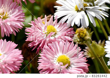 三鷹中原に咲くピンクのデイジー ヒナギク の花の写真素材