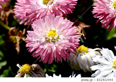 三鷹中原に咲くピンクのデイジー(ヒナギク)の花 三鷹中原に咲くピンクのデイジー(ヒナギク)の花 83261444