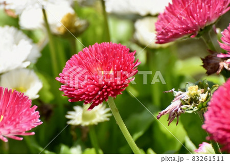 三鷹中原に咲く赤いデイジー(ヒナギク)の花 83261511