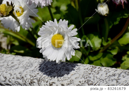 三鷹中原に咲く白いデイジー(ヒナギク)の花 三鷹中原に咲く白いデイジー(ヒナギク)の花 83261679