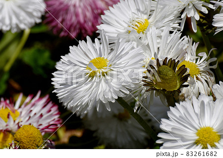 三鷹中原に咲く白いデイジー(ヒナギク)の花 83261682