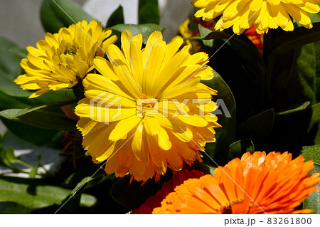 三鷹中原に咲く黄色いキンセンカの花 三鷹中原に咲く黄色いキンセンカの花 83261800
