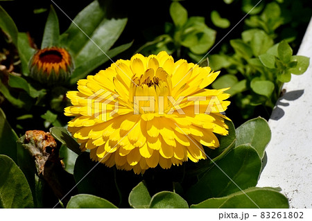 三鷹中原に咲く黄色いキンセンカの花 三鷹中原に咲く黄色いキンセンカの花 83261802