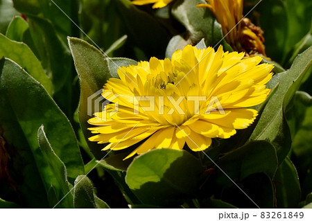 三鷹中原に咲く黄色いキンセンカの花 83261849