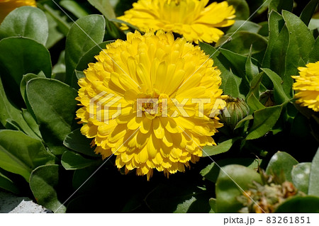 三鷹中原に咲く黄色いキンセンカの花 83261851