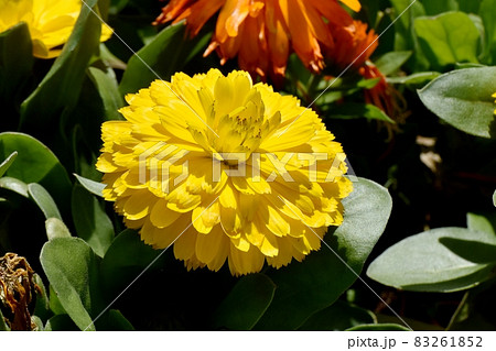 三鷹中原に咲く黄色いキンセンカの花 83261852