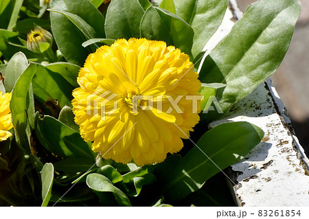 三鷹中原に咲く黄色いキンセンカの花 三鷹中原に咲く黄色いキンセンカの花 83261854