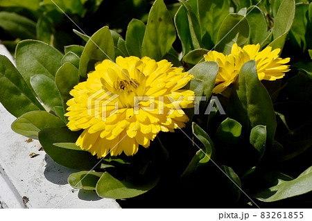 三鷹中原に咲く黄色いキンセンカの花 三鷹中原に咲く黄色いキンセンカの花 83261855