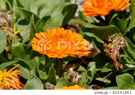 三鷹中原に咲くオレンジ色のキンセンカの花 83261861