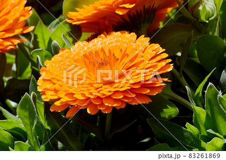 三鷹中原に咲くオレンジ色のキンセンカの花 三鷹中原に咲くオレンジ色のキンセンカの花 83261869