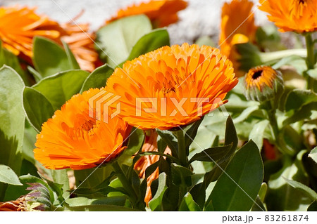 三鷹中原に咲くオレンジ色のキンセンカの花の写真素材