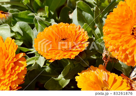 三鷹中原に咲くオレンジ色のキンセンカの花 三鷹中原に咲くオレンジ色のキンセンカの花 83261876