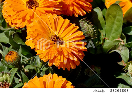 三鷹中原に咲くオレンジ色のキンセンカの花 三鷹中原に咲くオレンジ色のキンセンカの花 83261893